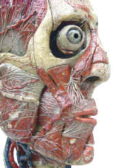 anatomical_model__Auzoux_head_1855_close_up.jpg (69284 bytes)