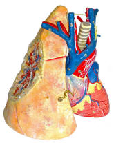 http://antiquescientifica.com/anatomical%20model,%20Auzoux,%20heart%20and%20lung,%201.jpg