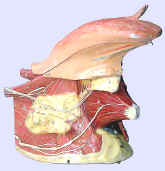 anatomical_model__Auzoux_mouth_tongue_neck_right.jpg (46186 bytes)