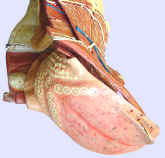 anatomical model, Auzoux, mouth, tongue, top left.2.jpg (122469 bytes)
