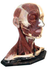 anatomical model,  head, Pichlers Witwe and Sohn.jpg (106980 bytes)