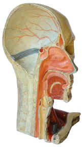 anatomical model,  head, Pichlers Witwe and son, right half.jpg (76034 bytes)